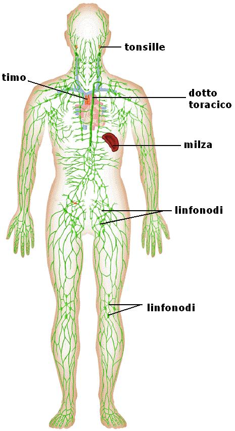 Sistema linfatico del corpo umano: funzioni - Studia Rapido